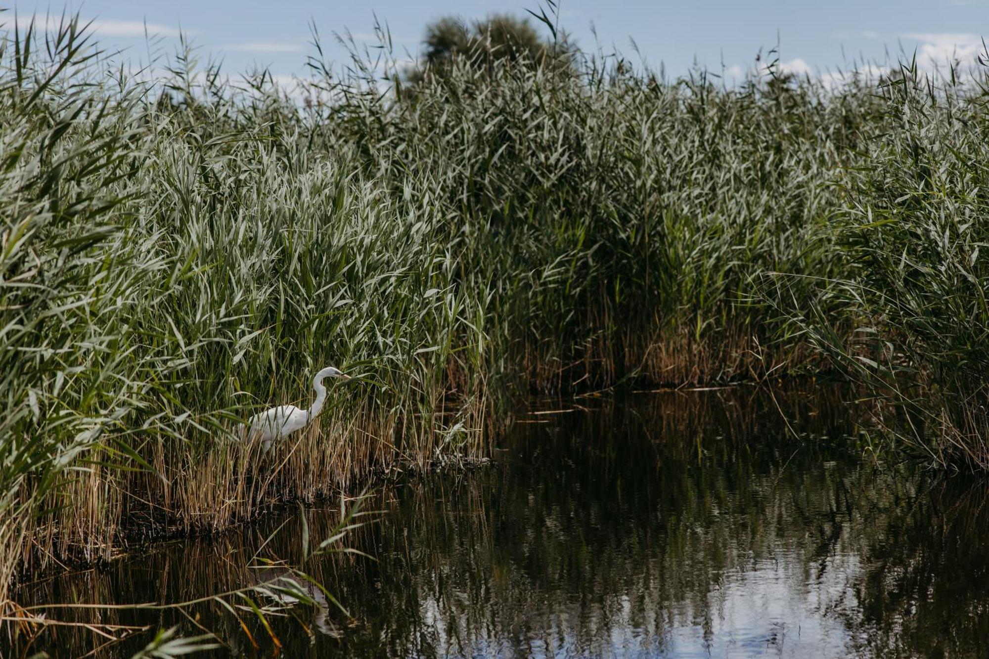Seehuette Neusiedlersee - Seehaus Inklusive Elektroboot Ruszt Kültér fotó