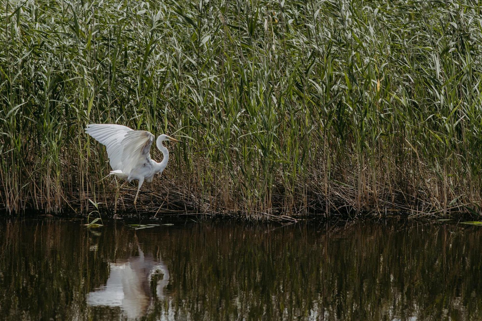 Seehuette Neusiedlersee - Seehaus Inklusive Elektroboot Ruszt Kültér fotó